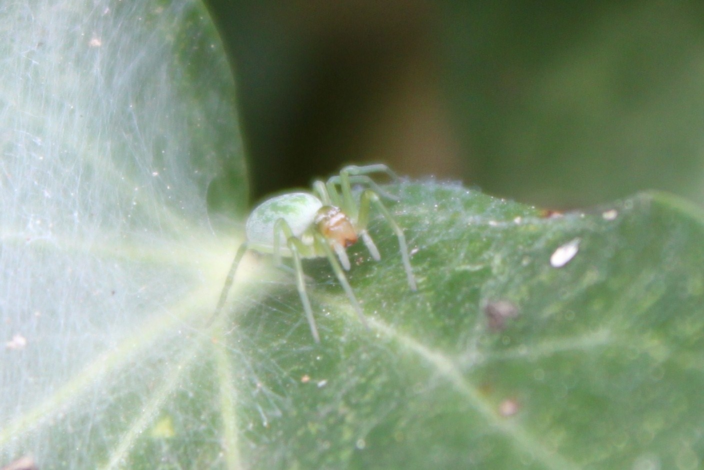 Nigma sp.